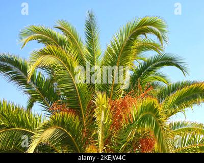 Viele Datteln auf einer Palme in der Sonne Stockfoto