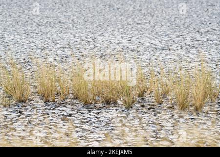 Grasbüsche trockneten auf hoher Erde aus, zerbrochener Lehmschlamm trocknete in einem See aus. Etosha-Nationalpark, Namibia, Afrika Stockfoto