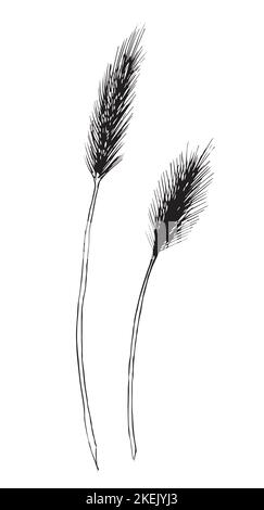 Vektor handgezeichnete Skizze von Weizen. Zeichnung von Gerste in Linie Art Stil für Bier Etikett oder Logo für die Herstellung von Mehl oder Bier. Gravierte Darstellung der Pflanze. Schwarze Linie auf isoliertem Hintergrund. Stock Vektor