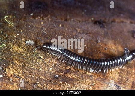 Schlangenmilipede mit weißen Beinen Stockfoto