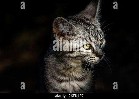 Eine selektive Fokusaufnahme einer Tabby-Katze auf dunklem Hintergrund Stockfoto