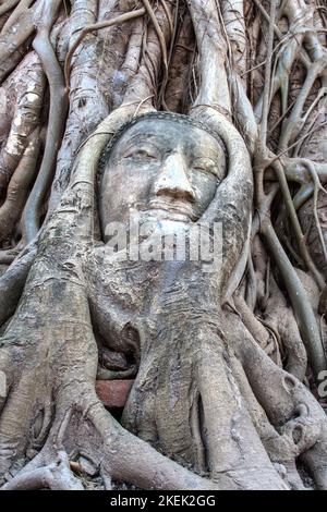 Kopf in den Bodhi-Baum Stockfoto