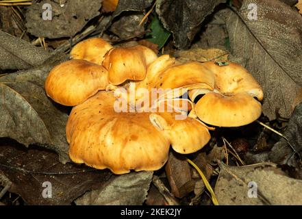 Der umhüllte Holztuft ist der tödlich giftigen Begräbnisglocke sehr ähnlich. Letzteres hat eine hygrophane Kappe und erscheint zweifarbig Stockfoto