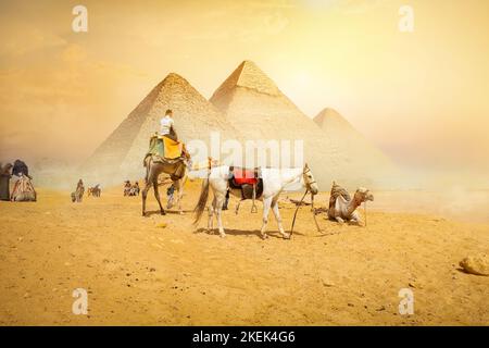 Kamele und die Pyramiden von Gizeh in Ägypten Stockfoto