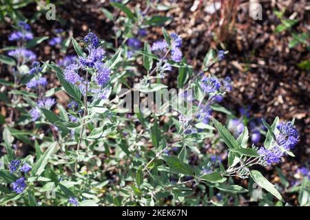 Krautige Pflanzen Caryopteris Dark Knight genannt Blaubärden Strauch mit blauen Blumen im Garten Stockfoto