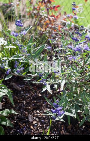 Krautige Pflanzen Caryopteris Dark Knight genannt Blaubärden Strauch mit blauen Blumen im Garten Stockfoto