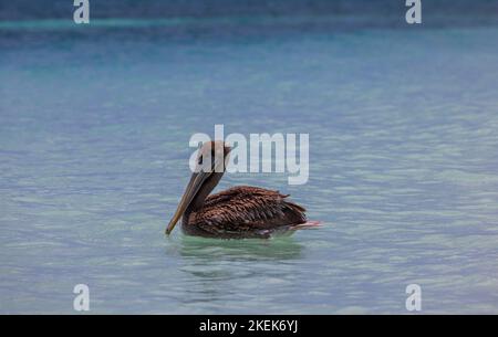 Wunderschöne Aussicht auf Pelikan, der im türkisfarbenen Wasser des Atlantischen Ozeans schwimmt. Karibik. Aruba. Stockfoto