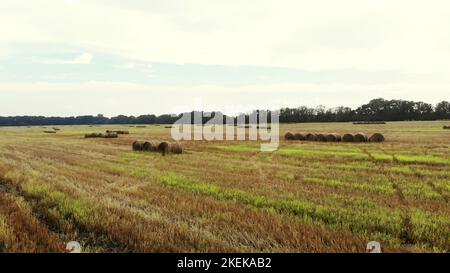 aero-Videoaufnahmen. Ein großes Feld von Weizen gemähter, nach der Ernte. Viele Garben, große Strohballen. Tag Sommer. Hochwertige Fotos Stockfoto