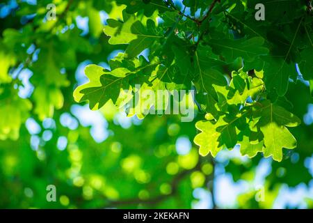 Zweig mit grünen Eichenblättern und Sonnenlicht, Blick auf den Sommer Stockfoto