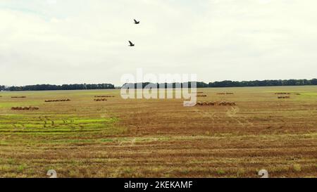 aero-Videoaufnahmen. Ein großes Feld von Weizen gemähter, nach der Ernte. Viele Garben, große Strohballen. Tag Sommer. Hochwertige Fotos Stockfoto