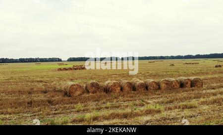 aero-Videoaufnahmen. Ein großes Feld von Weizen gemähter, nach der Ernte. Viele Garben, große Strohballen. Tag Sommer. Hochwertige Fotos Stockfoto