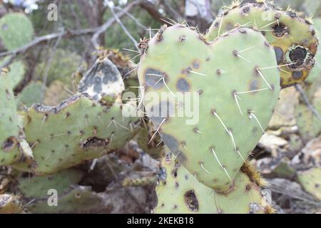 Herzförmiger Stachelbirnen-Kaktus Stockfoto