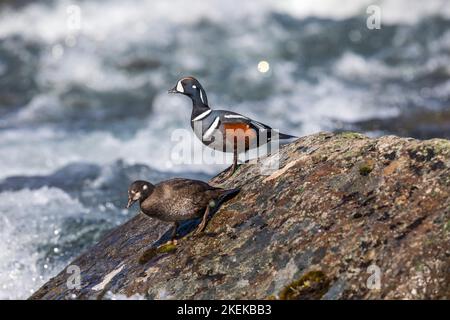 Harlequinente; Histrionicus histrionicus; Island Stockfoto