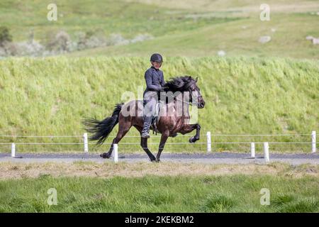 Island Horse and Rider; Island Stockfoto