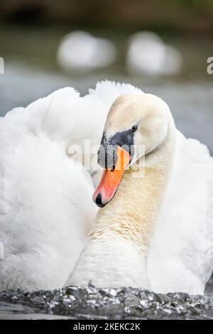 Stumm Schwan; Cygnus olor; Männlich; Großbritannien Stockfoto