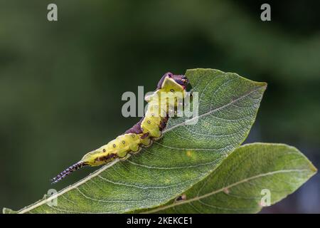 Puss Moth; Cerura vinula; Larve auf Willow; Großbritannien Stockfoto