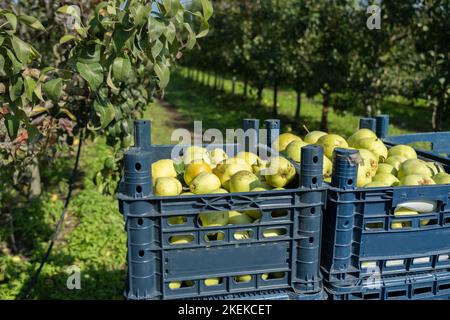 Kisten mit gepflückten Birnen im Obstgarten. Birnen pflücken in der Türkei. Stockfoto