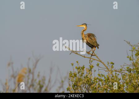 Purpurreiher Ardea purpurpea im Sommer an der Westatlantikküste Frankreichs im Baum Stockfoto