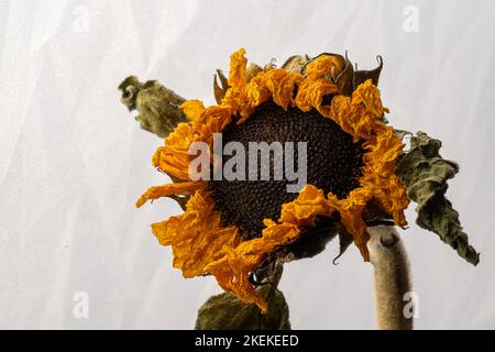 Getrocknete Sonnenblume isoliert auf weißem Hintergrund Stockfoto