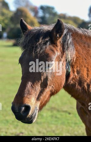 Kopfaufnahme eines Ponys aus dem New Forest, das im gleichnamigen Nationalpark steht. Stockfoto