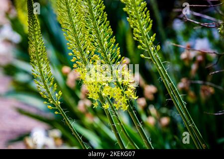 Nahaufnahme einer schmal blättrigen Seerose (Eremurus stenophyllus) Stockfoto