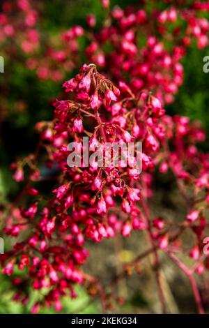 Korallenglocken (Heuchera sanguinea) blühen auf dem Feld Stockfoto