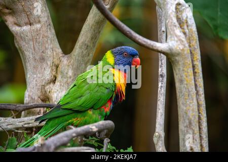 Ein Regenbogenvögel namens LORIINI, der auf einem Ast sitzt und zur Seite schaut Stockfoto