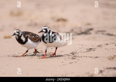 Ruddy Turnstone-Paar auf der Suche nach Nahrung am Strand im Norden von Michigan. Stockfoto