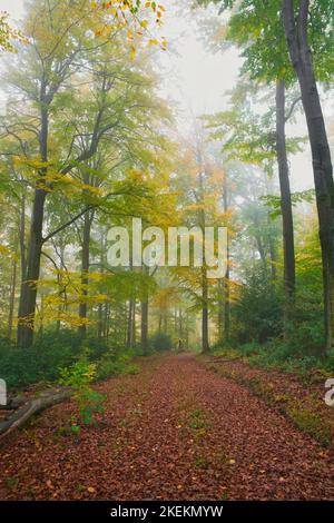 Panorama des Nebelwaldes im Herbst. Märchen gruselig aussehende Wälder an einem nebligen Tag. Kalter nebliger Morgen im Wald Stockfoto