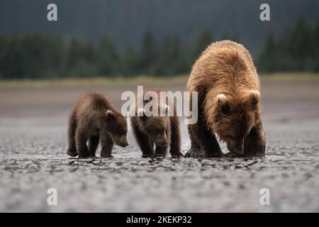 Braunbär Mama und Jungtiere, (ursus arctos) suchen am Strand in Alaska nach Muscheln. Stockfoto