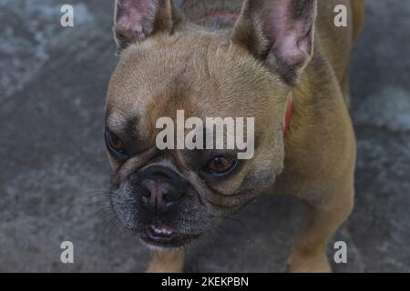 Neugierig Brown französisch Bulldogge Jagd, nette französisch Bulldogge spielen. Sommer auf dem Land Stockfoto
