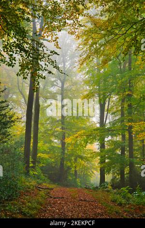 Panorama des Nebelwaldes im Herbst. Märchen gruselig aussehende Wälder an einem nebligen Tag. Kalter nebliger Morgen im Wald Stockfoto