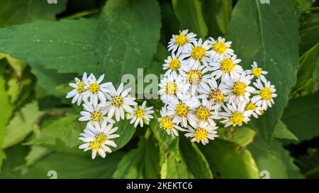 Kleine weiße Blüten von weißem Heidestern oder Froststern oder Heidestern (Symphyotrichum ericoides) aus der Nähe Stockfoto