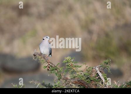 Ringhalstaube (Streptopelia capicola, auch bekannt als Kapschildkrötentaube) Stockfoto