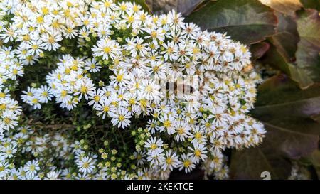 Kleine weiße Blüten von weißem Heidestern oder Froststern oder Heidestern (Symphyotrichum ericoides) aus der Nähe Stockfoto