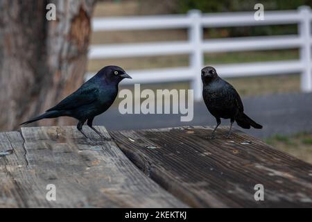 Die Amsel des Brauers, Erwachsene Männchen haben schwarzes Gefieder mit einem schillernden purpurnen Kopf und Hals und glänzende blau-grüne Highlights auf dem Rest des Körpers Stockfoto