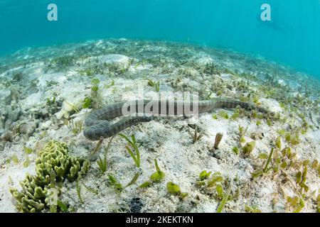 Eine Seefeilschlange, Acrochordus granulatus, jagt auf einer flachen Seegraswiese im Komodo-Nationalpark, Indonesien, nach kleinen Fischen. Stockfoto