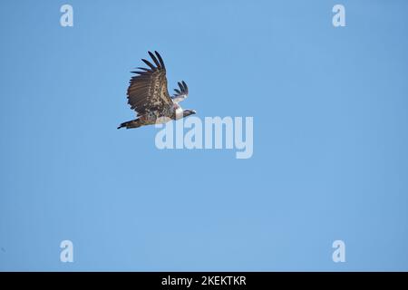 Ruppells Gänsegeier (Gyps rueppellii) im Flug Stockfoto