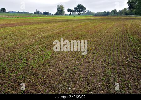 Land gesät wartet auf den Winter, im Frühjahr wird die Produktion beginnen Stockfoto