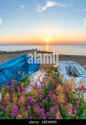 Boote und Wildblumen bei Sonnenuntergang am Strand. Whitstable, Kent Stockfoto