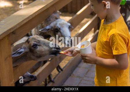 Der Junge füttert die Tiere im Zoo. Selektiver Fokus Stockfoto