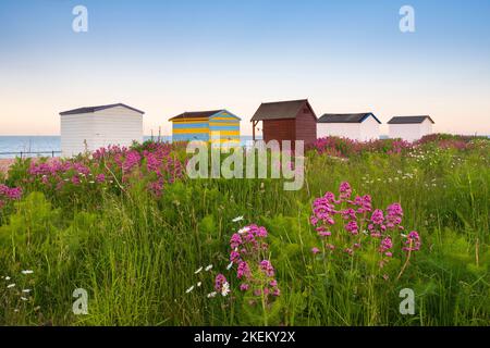 Wildblumen am Kiesstrand hinter traditionellen Hütten in Kingsdown, Kent Stockfoto