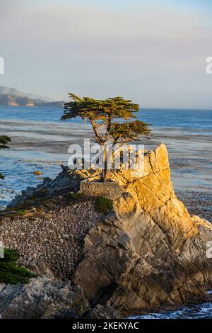 Pebble Beach, USA - 26. Juli 2008: Einsame Zypresse bei Sonnenuntergang in Pebble Beach, USA. Seit 250 Jahren steht diese einsame Zypresse auf dem Hügel und ist nowad Stockfoto
