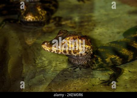 Brillenkaiman (Caiman crocodilus) in Gefangenschaft. In Mittel- und Südamerika beheimatet, Reptilia Reptile Zoo, Vaughan, Ontario, Kanada Stockfoto