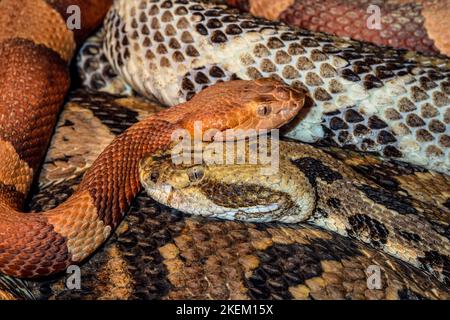 Dickkopf (Agkistrodon contortrix laticinctus), gefangen. Der Reptilia Reptilienzoo, Vaughan, Ontario, Kanada, ist im Süden der USA beheimatet Stockfoto