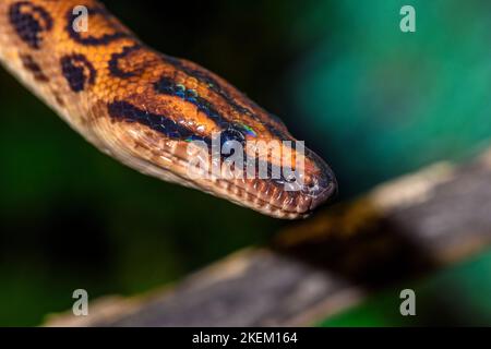 Regenbogen-Boa (Epikrate cenchria) gefangen. Beheimatet in Mittel- und Südamerika, Reptilia Reptilienzoo, Vaughan, Ontario, Kanada Stockfoto