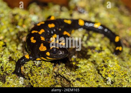 Feuer Salamander (Salamandra salamandra) gefangen. In Europa beheimatet, Reptilia Reptilienzoo, Vaughan, Ontario, Kanada Stockfoto