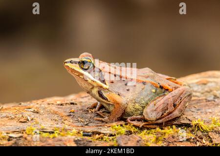 Holzfrosch (Lithobates sylvaticus oder Rana sylvatica), Greater Sudbury, Ontario, Kanada Stockfoto