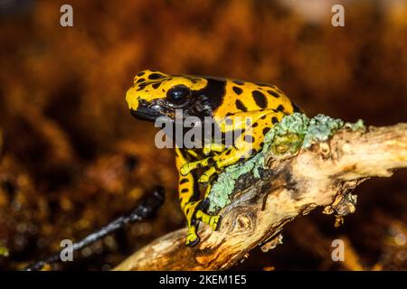 Dendrobates leucomelas 'micropot', in Gefangenschaft erzogen, untergeschichtige Unternehmen, Eingeborenes in: Venezuela Stockfoto