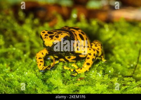 Dendrobates leucomelas 'micropot', in Gefangenschaft erzogen, untergeschichtige Unternehmen, Eingeborenes in: Venezuela Stockfoto